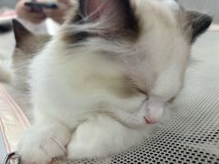 -金茂览秀城