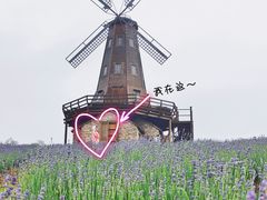 -大塘金香草谷