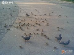 -紫竹院公园冰场