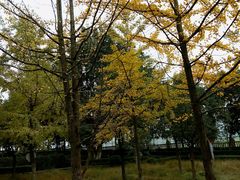-重庆平顶山公园