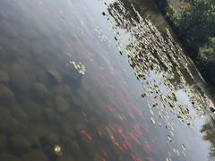 -白马涧龙池景区