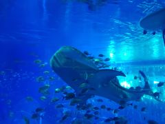 -成都浩海立方海洋公园