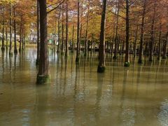 -泗洪洪泽湖湿地景区