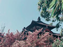 -西安青龙寺遗址景区
