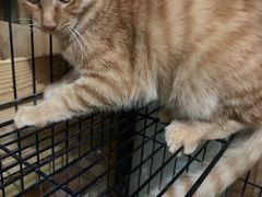 -纳吉亚猫专科动物医院博雅分院