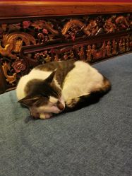 -汉刺青TATTOO STUDIO