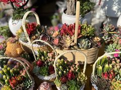 -溪岸路花鸟市场