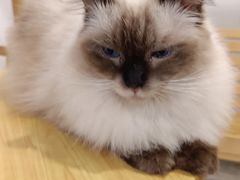 -楼上猫咖(罗湖店)