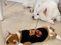 -怪兽屋·羊驼·猫咖·狗咖(俊华广场店)