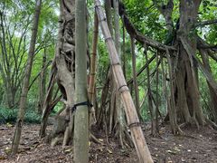 -中国科学院西双版纳热带植物园