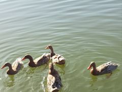 -野鸭湖国家湿地公园