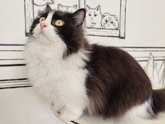 -白夜2D咖啡馆