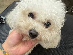 -帕帕拉兹宠物(亚洲旗舰店)