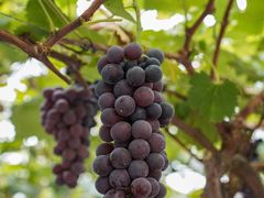 -金谷域澳洲庄园