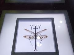 -上海昆虫博物馆