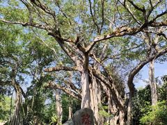 -瑞丽独树成林风景区