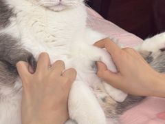 -瑞鹏宠物医院·宠保定点·心脏科·内科(御桥分院)