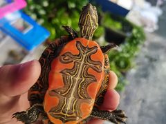 -清平路水族市场