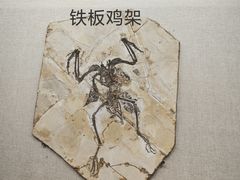 -辽宁古生物博物馆