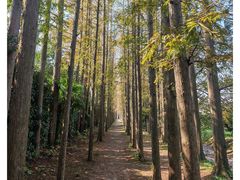 -上海长兴岛郊野公园