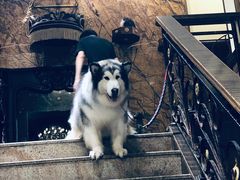 -more than meow吴止猫主题餐厅(承德 中船汇店)