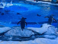 -上海海昌海洋公园