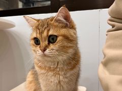 -有喵·猫咖·狗咖·30几只猫10只小狗(岗厦店)