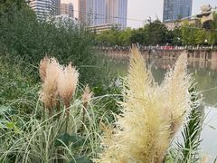 -成都市活水公园