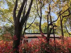 -南汇桃花村