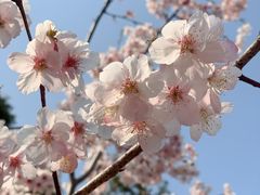 -顾村公园