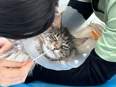 -达爱动物医院·犬猫分区·CT·复杂眼科(远洋山水分院)