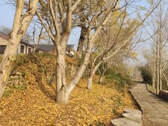 -千年银杏谷文化旅游区