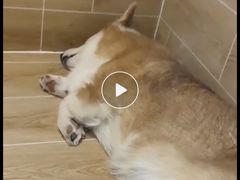 -宠物之家Pets Home 宠物寄养酒店