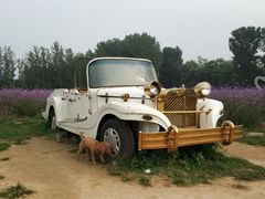 -北京东方普罗旺斯薰衣草庄园