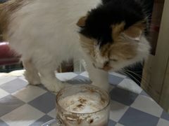 -猫小院猫主题餐厅(南锣旗舰店)