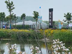 -溱湖国家湿地公园