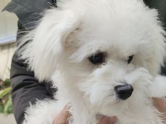 -美联众合动物医院·24h转诊中心