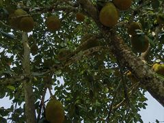 -西双版纳傣族园