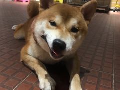 -柴犬高等学院·狗咖·柴犬售卖·宠物训练