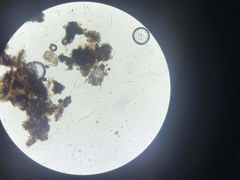 -美联众合动物医院(·中兽医·疑难杂症·严家桥分院)