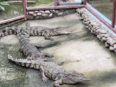 -呀路古热带植物园