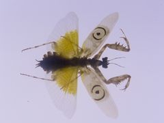 -上海昆虫博物馆