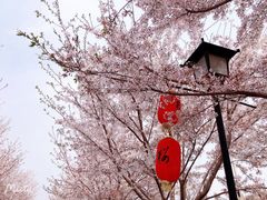 -古柏渡丰乐樱花园