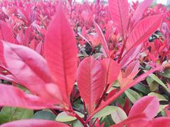 -白塘生态植物园