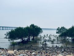 -宝安西湾红树林湿地公园