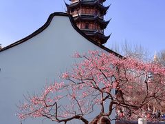 -红梅公园
