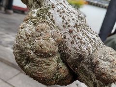 -太平天国侍王府