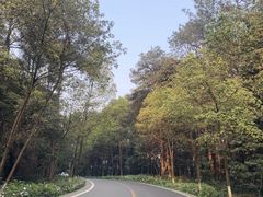 -铁山坪森林公园