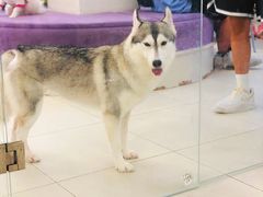 -怪兽屋·羊驼·猫咖·狗咖(俊华广场店)