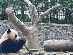 -都江堰中华大熊猫苑